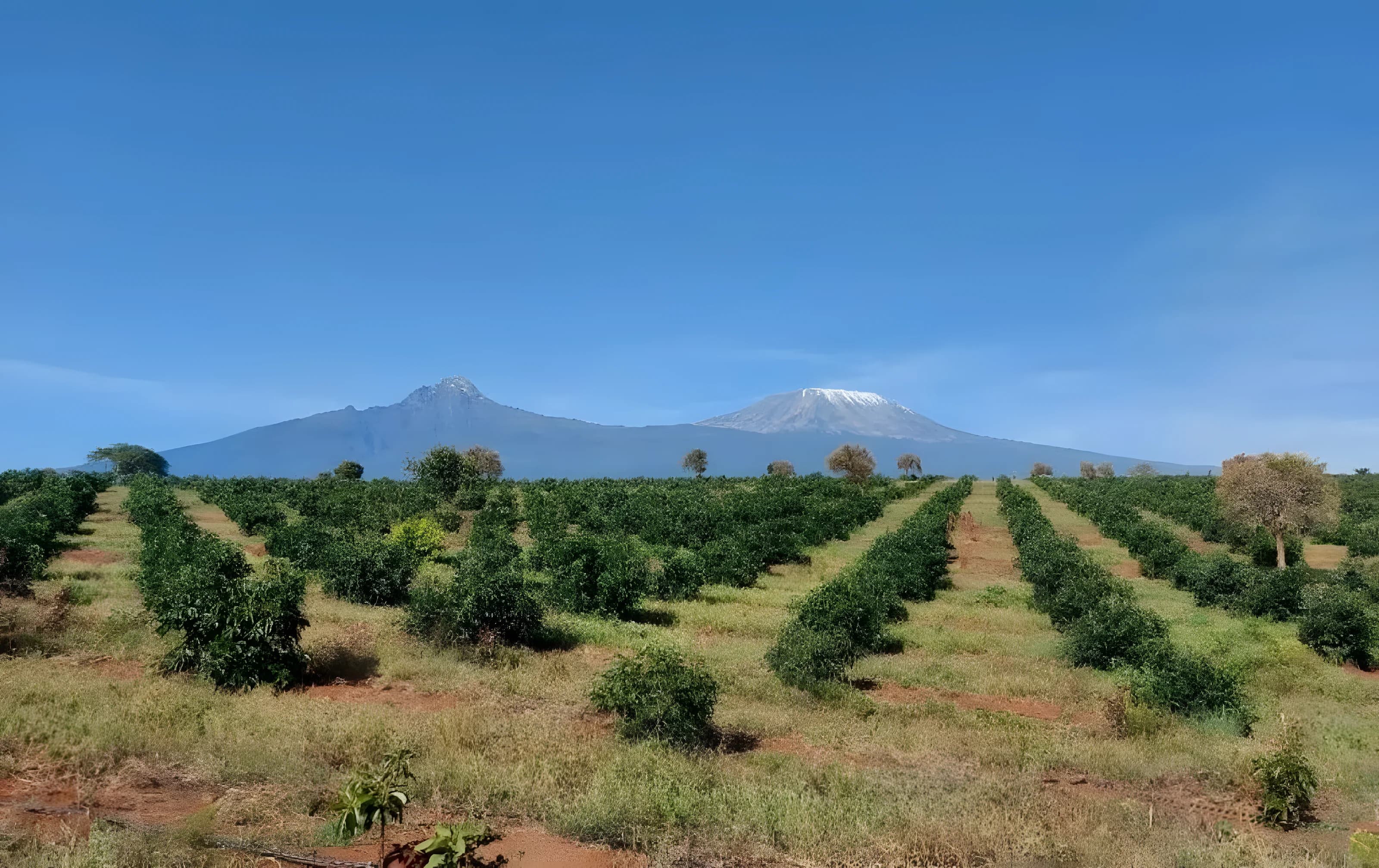 Aerial view of young avocado orchard rows on red volcanic soil, with Kilimanjaro on the horizon