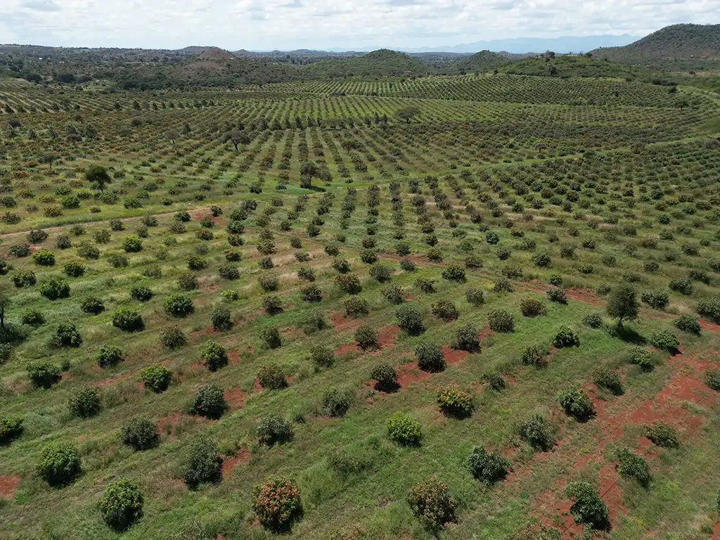 Aerial view of avocado orchard rows on red volcanic soil