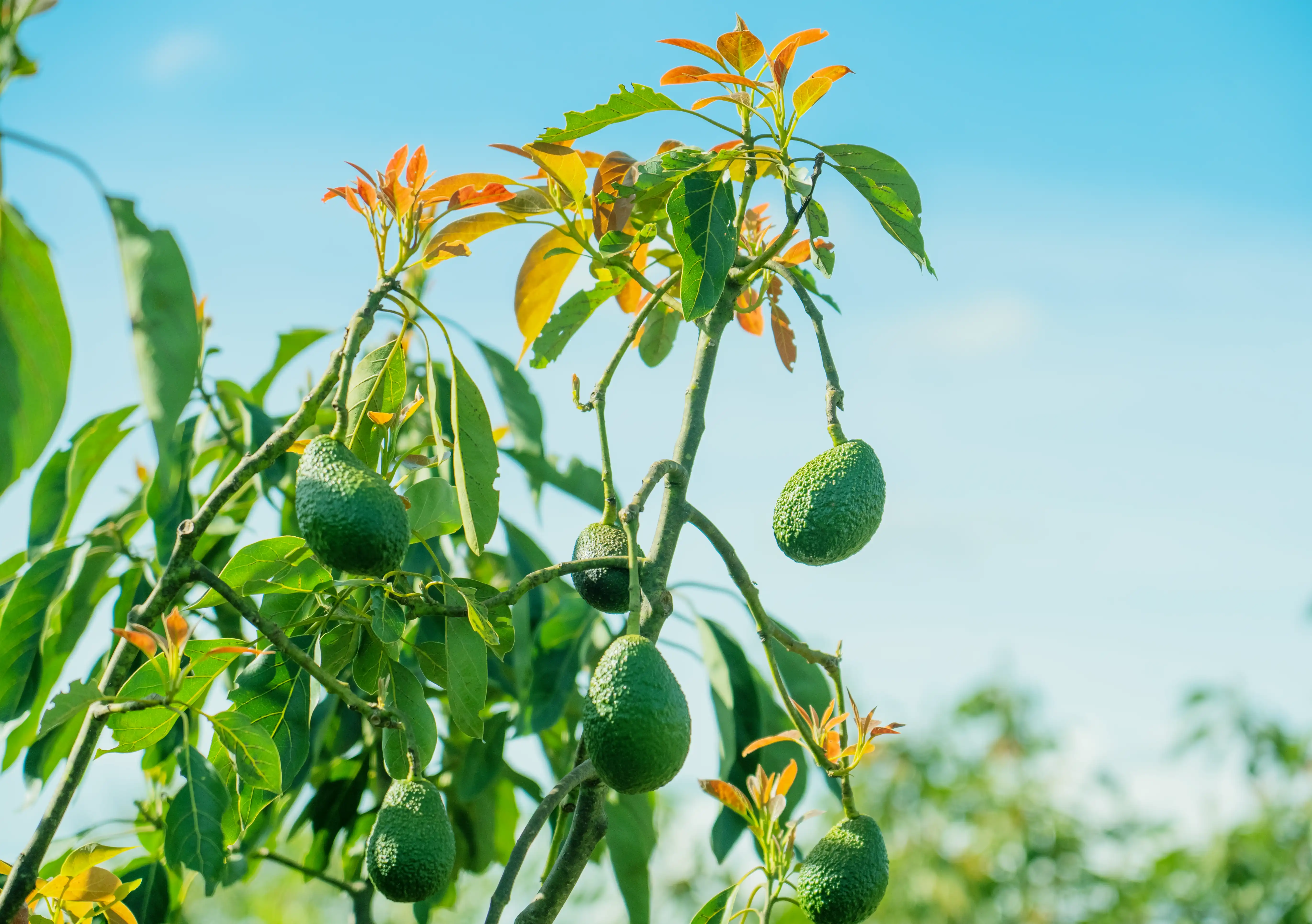 Hass avocados ripening on fruiting branches against a blue sky