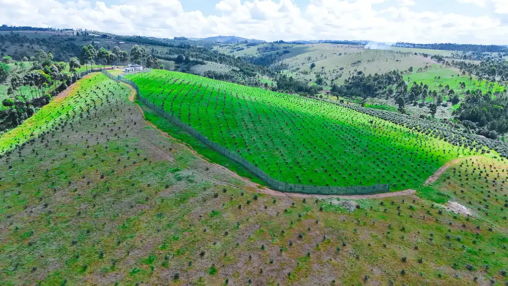 Drone aerial view of a young avocado plot