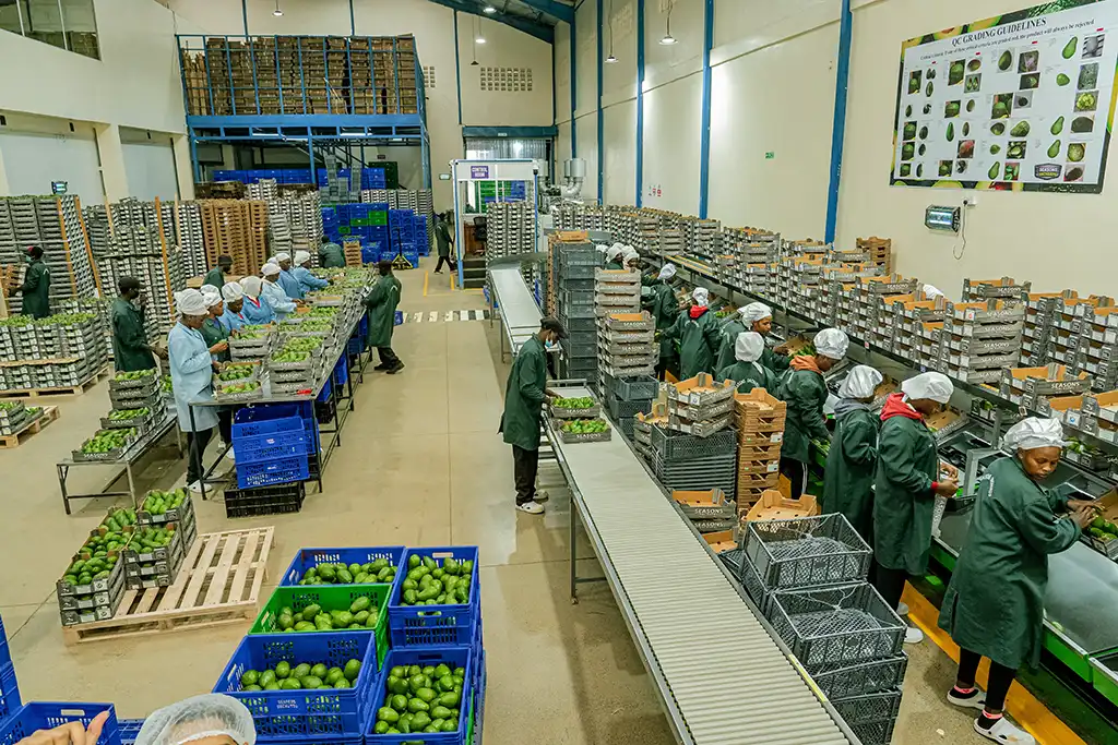 A worker inspecting avocados for quality on the packhouse floor