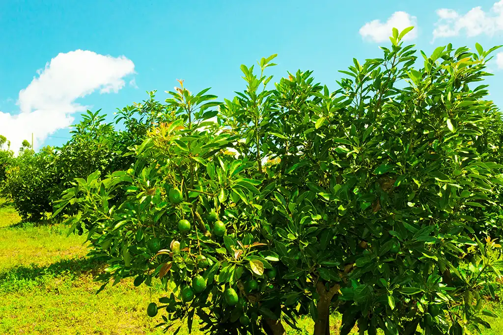 Fruiting avocado trees in an orchard row under a blue sky