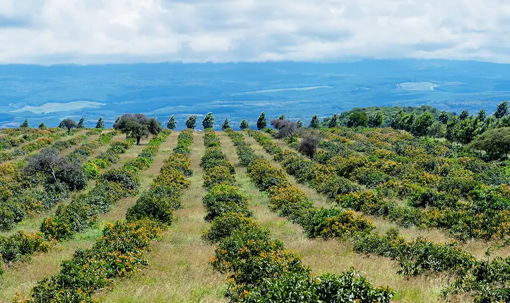 Rows of avocado trees on a hillside orchard
