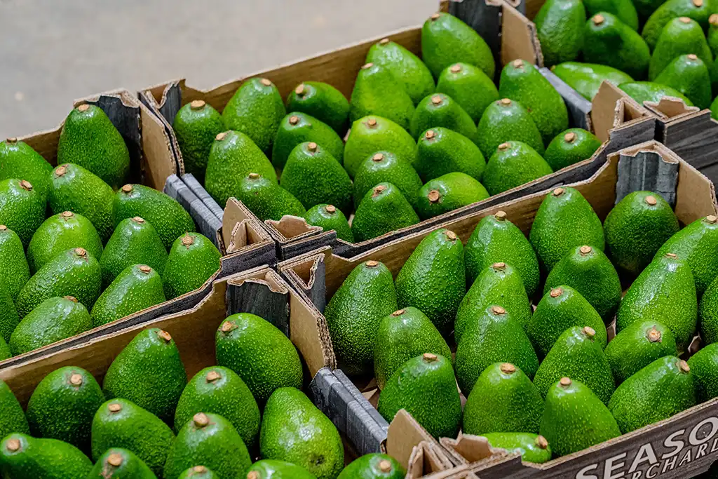 Boxes of avocados packed and counted, ready for dispatch