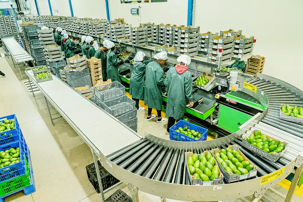 Workers grading avocados on the packhouse line to a single quality standard