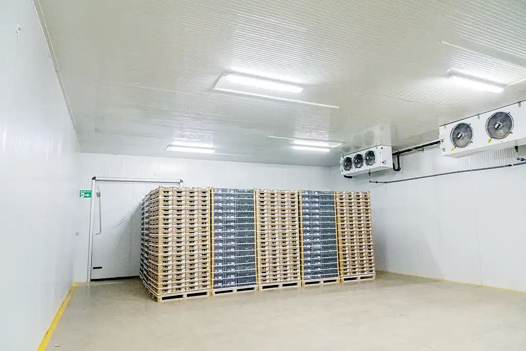 Pallets of packed avocados inside the 5.0 degree cold store