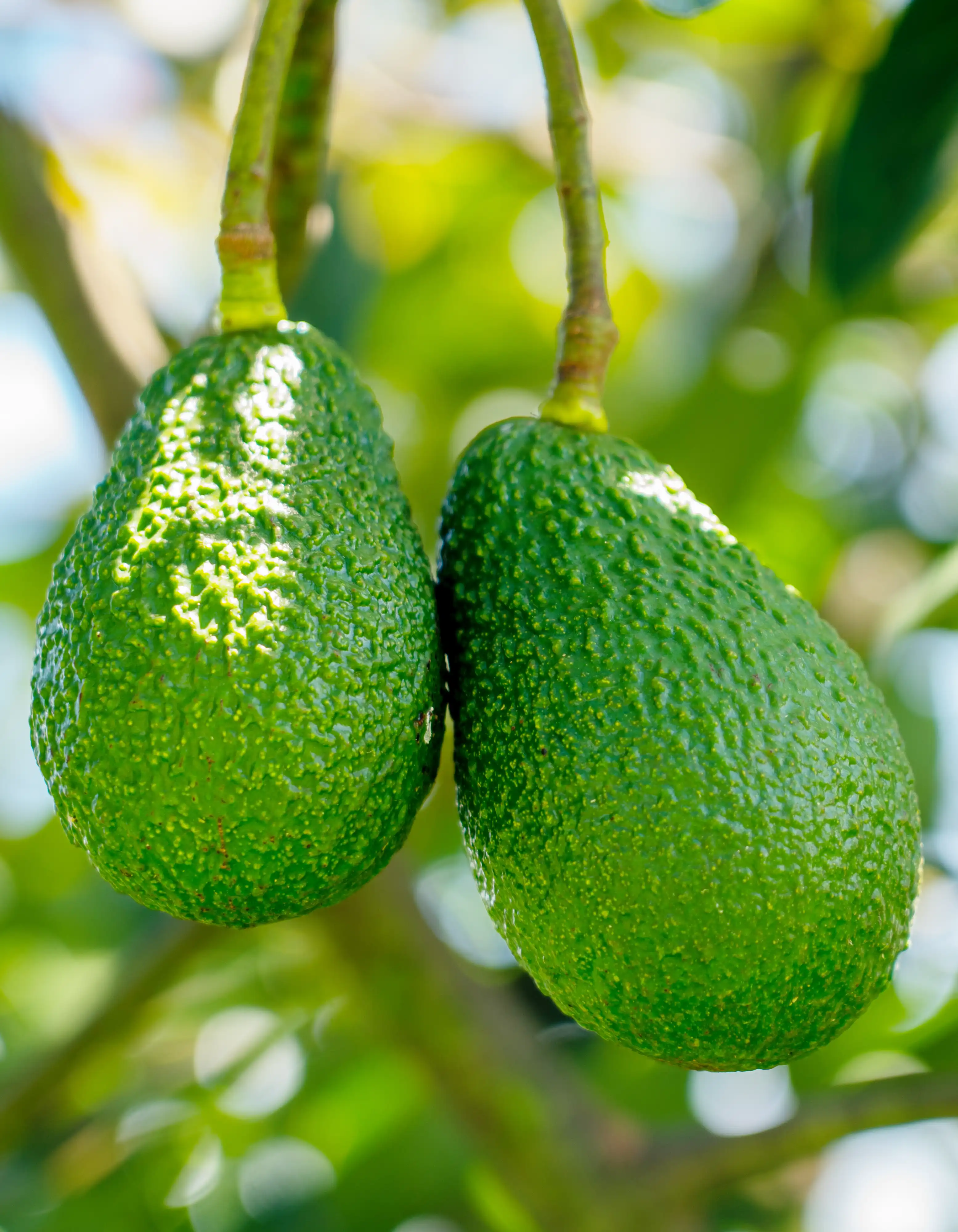 Two Hass avocados ripening on the branch